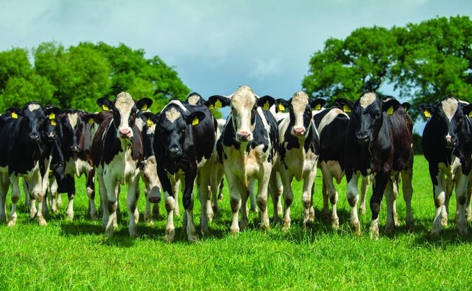 Lungworm poised to strike grazing cattle