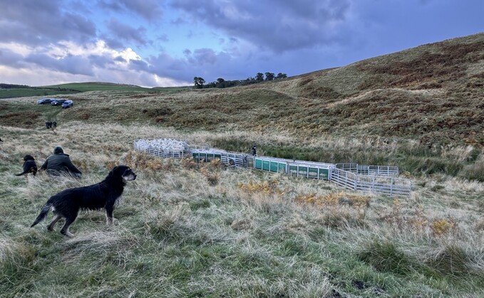 Sion Morgan's Huntaway dog Ounce was among those competing at the first UK-hosted Huntaway trial 