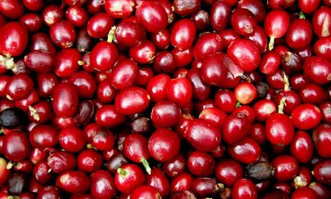 Uganda to showcase coffee, tea in Moscow Uganda to showcase coffee, tea in Moscow