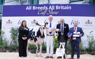 Hot competition in the showmanship ring at All Breeds All Britain