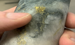 Auteco reported multiple occurrences of visible gold were observed, with individual grades of up to 315gpt