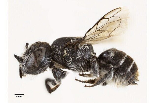 Lucifer bee with devil-like horns discovered in Australia