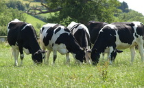 Pembrokeshire and North Wales bovine TB eradication projects extended following success