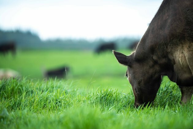 Do La Nina&#039;s rains mean boom or bust for Australian farmers?