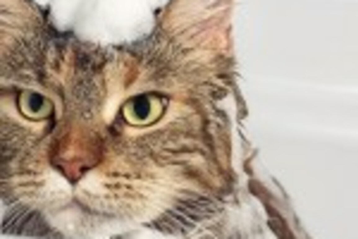 MACAU DAILY TIMES Can I Give My Cat a Bath&quest;