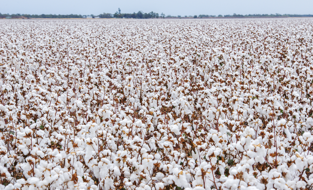 GPA issues a warning after Cotton Australia reports early signs of off-target spray drift damage.  