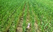The worsening threat of brome grass