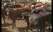  New Zealand ban the export of all live cattle