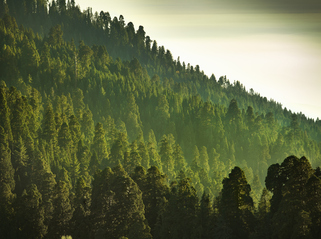 Aegon adds private equity, infrastructure and forestry to £12bn default fund