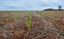  Grain farmers are being sought for the Australian Cool Farm Initiative. Picture Mark Saunders.