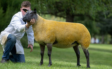 Auction mart sales round-up: Females lead society Bleu Du Maine sale; Caveman tops Rouge sale; new centre record for Mules at Hawes