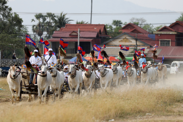 CAMBODIA-KAMPONG SPEU-OX-CART RACE