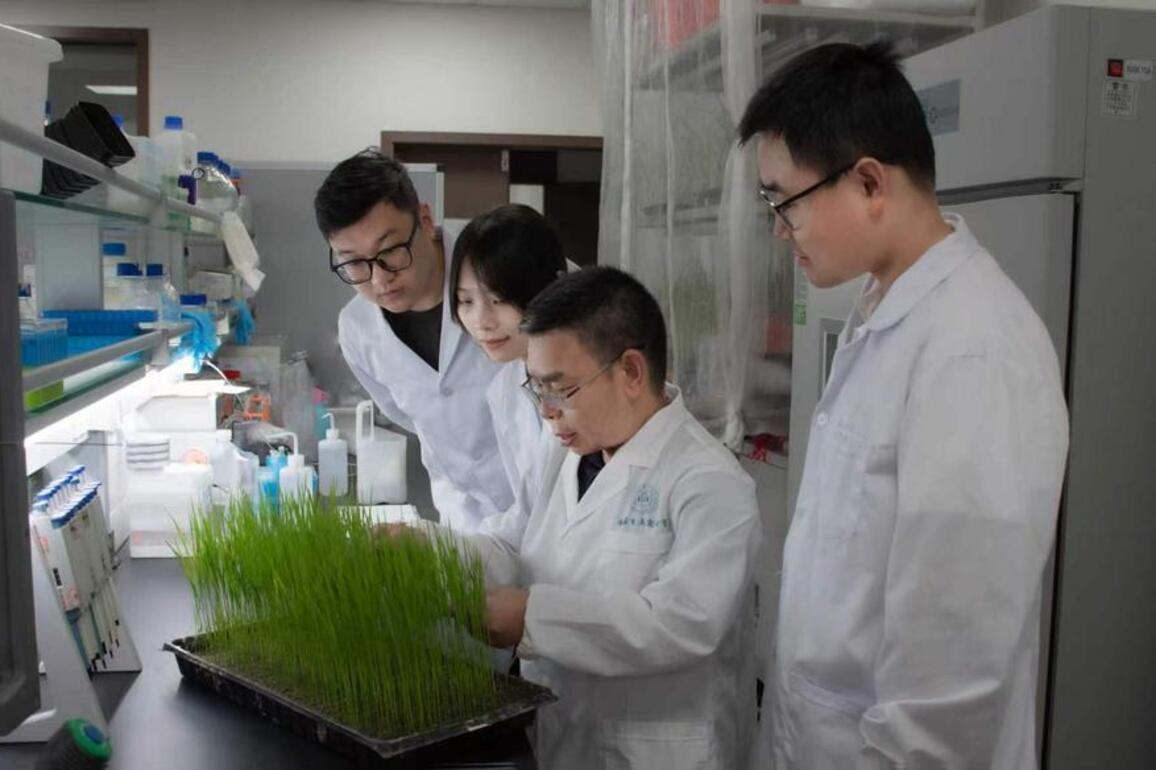 Chinese scientists crack rice disease' "Trojan horse" attack for greener crop protection