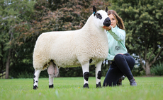 Kerry Hills soar to breed record 12,000gns at Ludlow sale