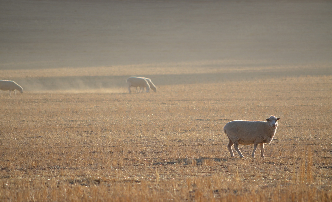 Low interest loans are now available to farmers in South Australia impacted by drought.