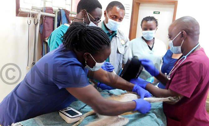 UWEC carries out annual health check UWEC carries out annual health check