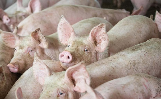 QMS and AHDB confirm levy holiday for pig farmers