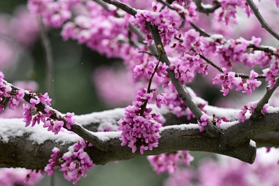 PHOTOS- Spring snow comes to Denver