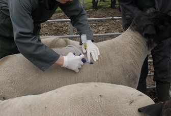 Bluetongue vaccine could still be a month away despite rise in cases