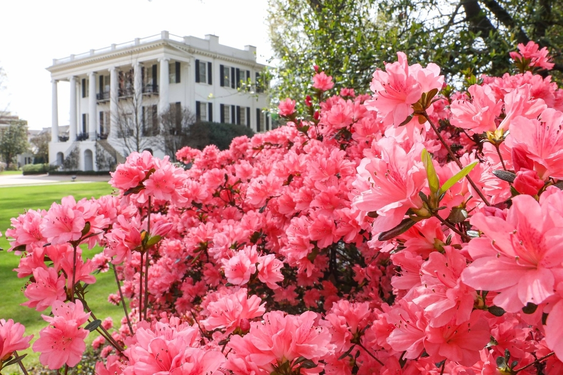 Bama in Bloom- Spring has sprung at The University of Alabama