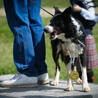Sheepdog competition ends in historic tiebreaker - Park Record