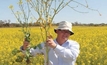Removing subsoil constraints pays off with improved canola yield