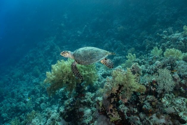Researchers trace source of nitrogen pollution affecting world's second-largest barrier reef
