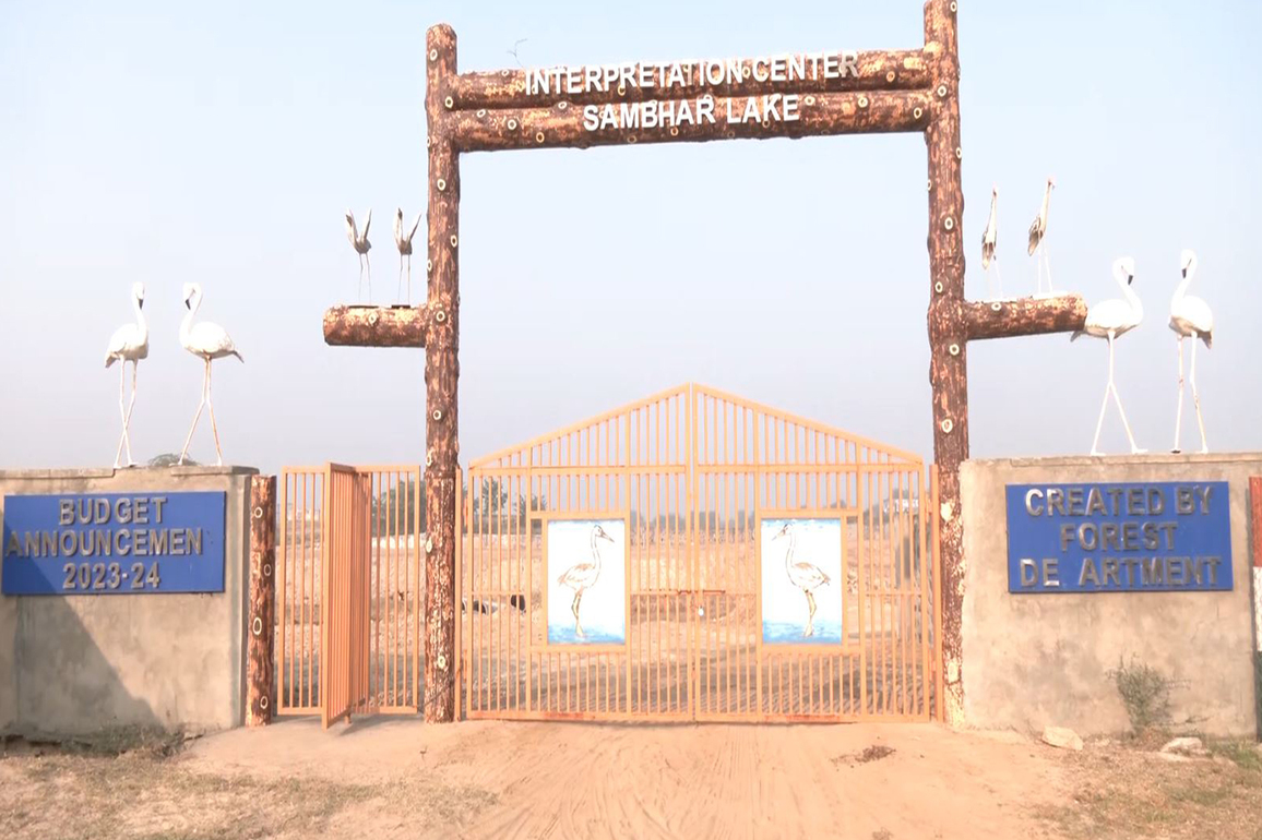 Rajasthan: Foreign Migratory birds return to Sambhar Lake, millions of Flamingos, other species create a stunning sight
