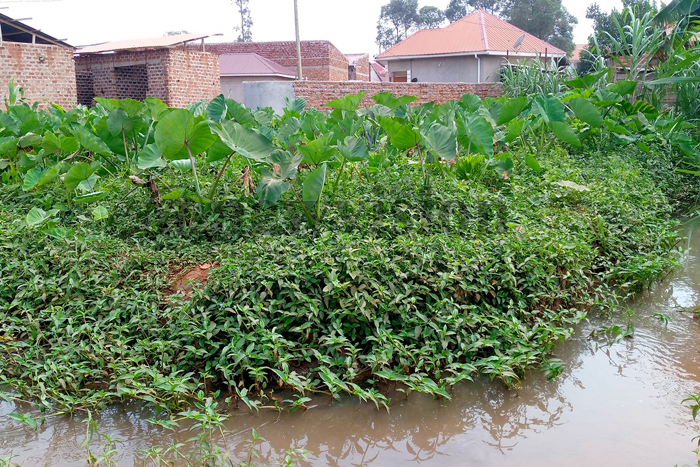 crops-grown-in-wetlands-not-safe-for-human-consumption-new-vision