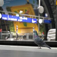 Germany battles worsening bird flu outbreak
