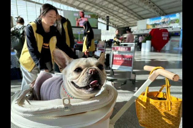 &quot;Paw-sengers&quot; aboard thanks to more pet-friendly airlines