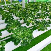 From desert to oasis -- Smart greenhouses redefine agriculture in China's Xinjiang
