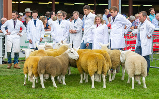 Show season ring round-up: Sheep champion