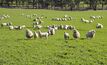 Ovine brucellosis widespread in Vic