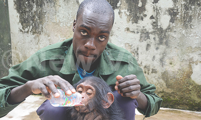Chimps to be celebrated Chimps to be celebrated