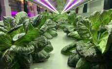 Fields, greenhouses or vertical farms: What is the best way to grow food in a changing climate?