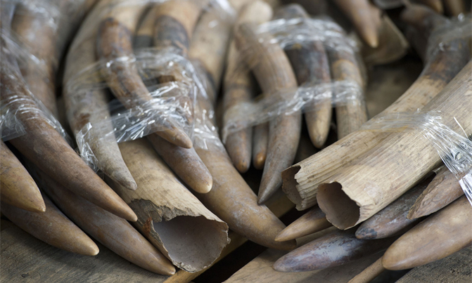 Namibia, Zimbabwe lose vote to allow ivory trade Namibia, Zimbabwe lose vote to allow ivory trade