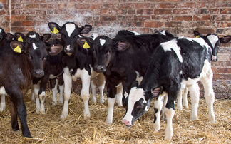 Top tips for controlling calf pneumonia on-farm this winter 