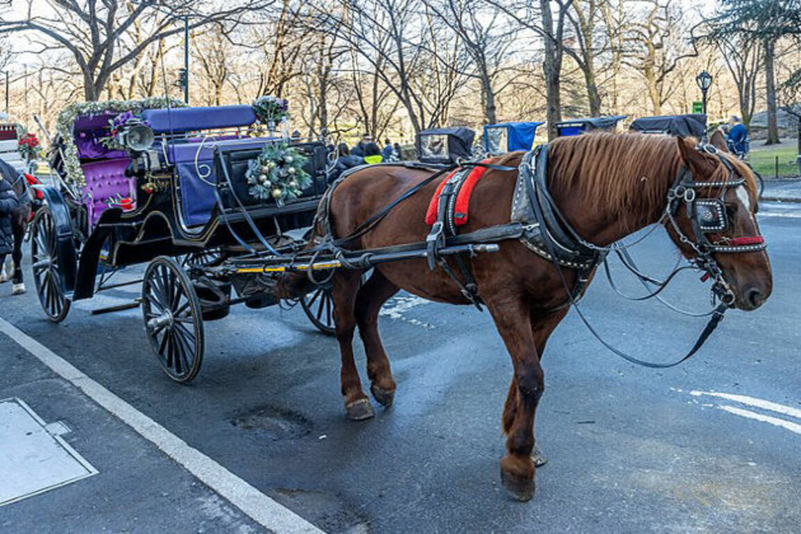 Tourist tradition under fire as carriage driver faces cruelty charge