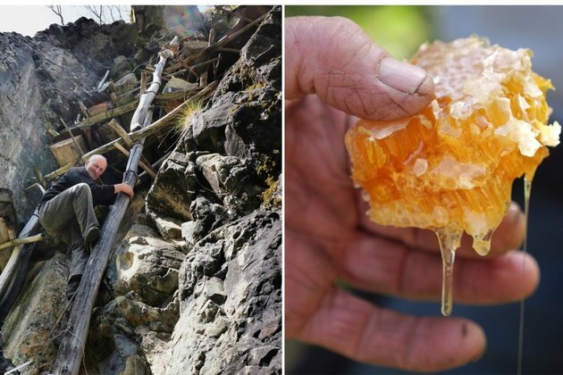 Georgia&#039;s Cliff-Top Honey Harvest