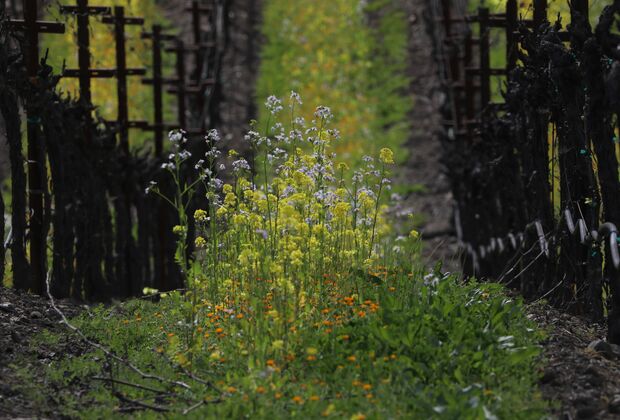 U.S.-CALIFORNIA-NAPA VALLEY-SPRING-SCENERY