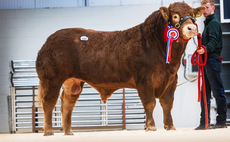 Limousin bulls top at 25,000gns at Carlisle