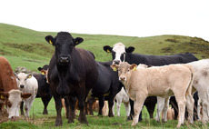 Cattle producers urged to change one thing to improve parasite control