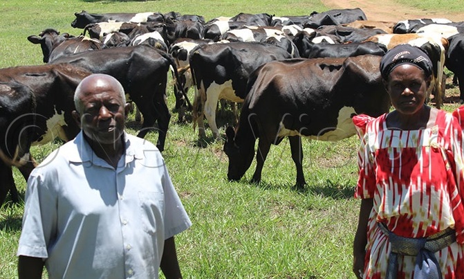 Bungu bags cash from coffee, cows Bungu bags cash from coffee, cows