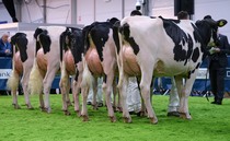 No cattle classes to be held at Royal Ulster Winter Fair