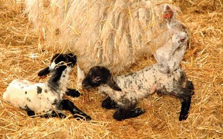 Farmers urged to complete lambing survey to help measure challenges faced by industry