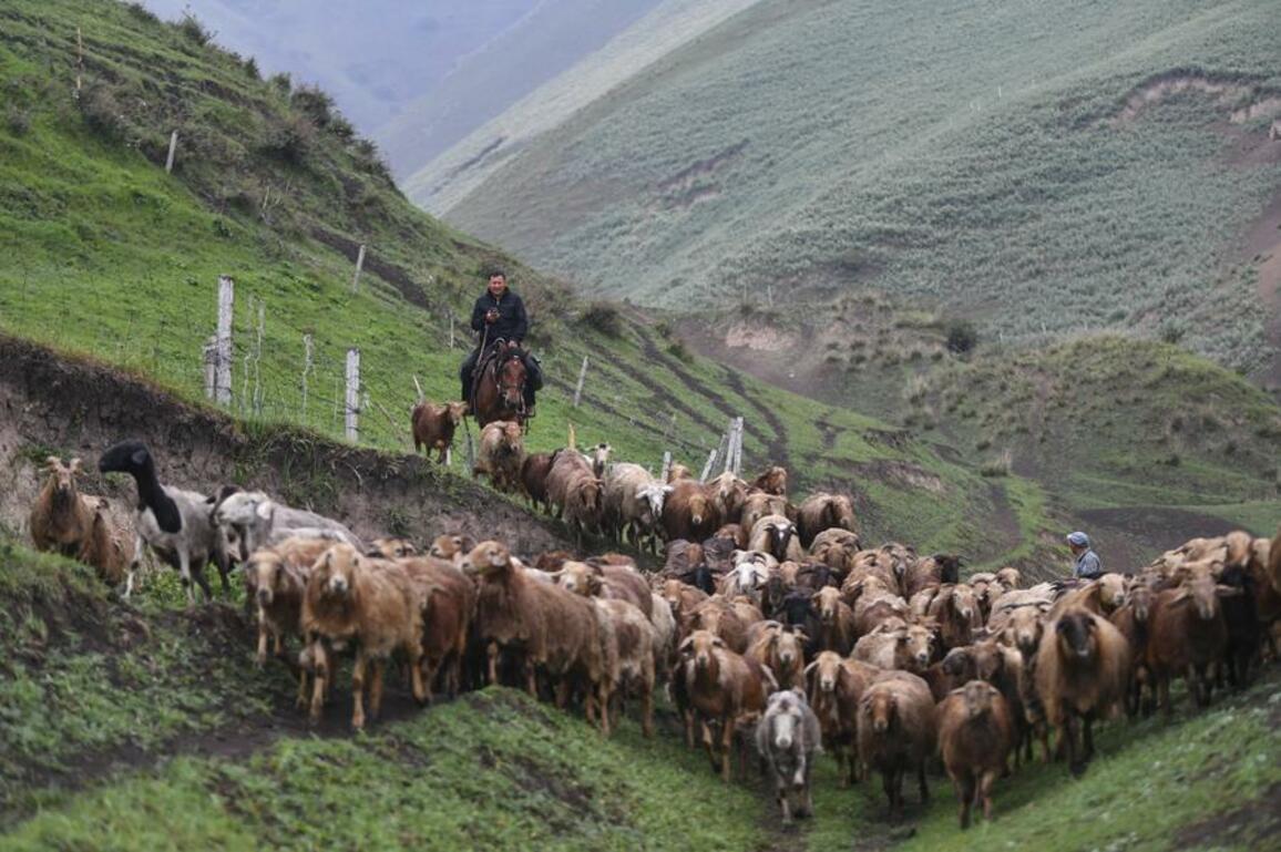 ChineseToday | A herder and his transfer journey to summer pasture in NW China's Xinjiang