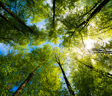 ShareAction and UNEP publish guidelines for nature-friendly investment