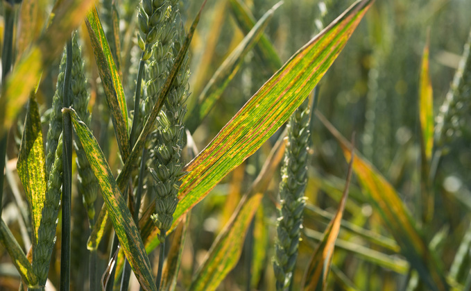 Understanding the mechanisms of varietal yellow rust resistance
