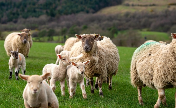 Research from New Zealand suggests that selective breeding could reduce emissions by 1-2% per year. Research from New Zealand suggests that selective breeding could reduce emissions by 1-2% per year.